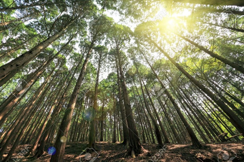 Healing Cedar: The Ultimate Sauna Experience