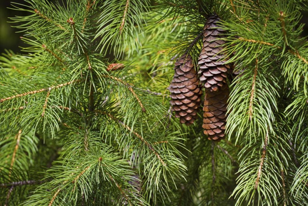 Healing Cedar: The Ultimate Sauna Experience