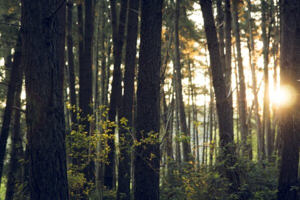 Building A Sauna? Here are the Tips on Choosing The Perfect Wood