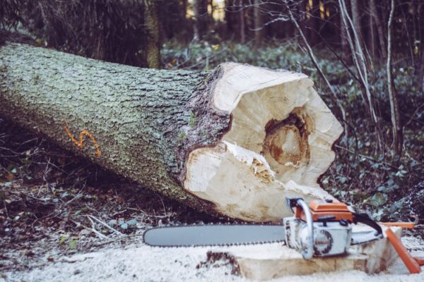 Building A Sauna? Here are the Tips on Choosing The Perfect Wood